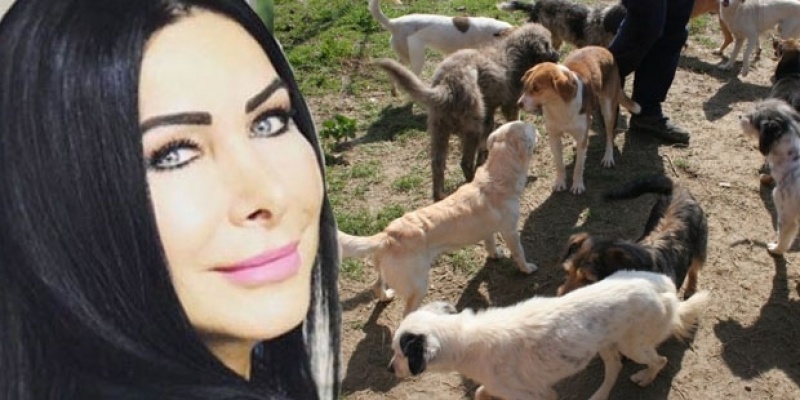 Nuray Hafiftaş'ın 50 kedisi ve 10 köpeği kimsesiz kaldı
